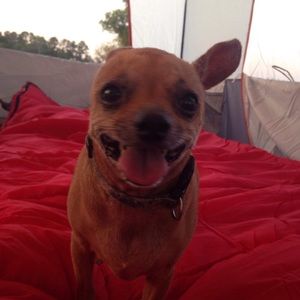 Meet your Posher, Gracie